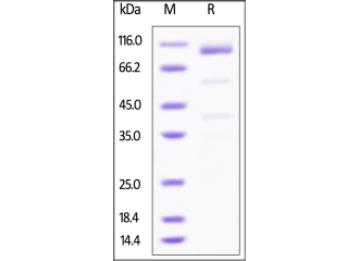GPC3-proteins-sdspage