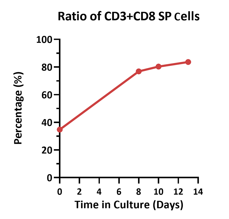 Cultivation Scheme for PBMC-Derived T Cells in T225 Bottle Systems