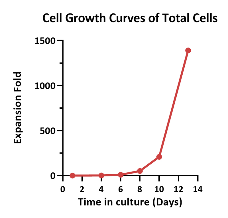 Cultivation Scheme for PBMC-Derived T Cells in T225 Bottle Systems