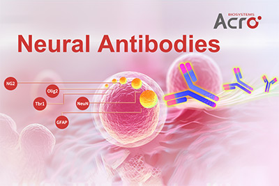 Neural Antibodies