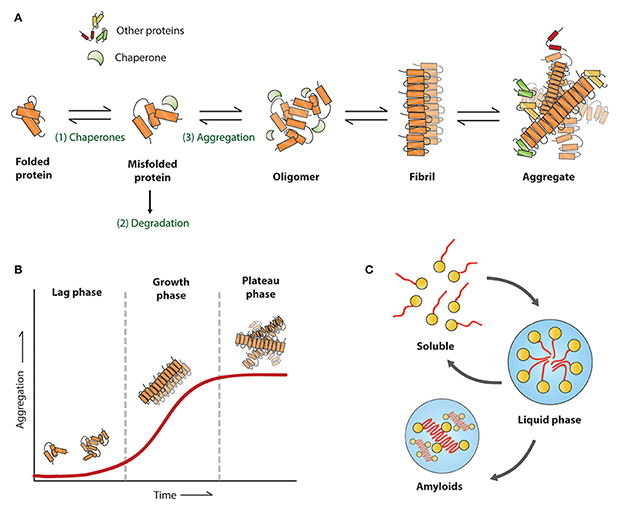 Schematic presentation of protein misfolding and aggregation