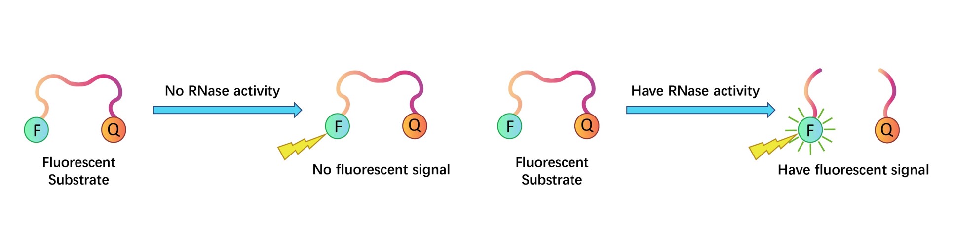 Assay Principles