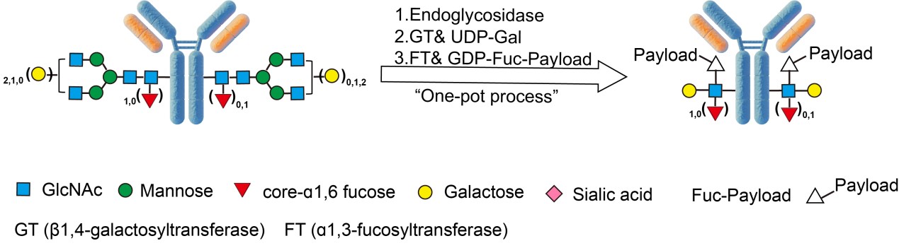  MMAE ASSAY PRINCIPLES