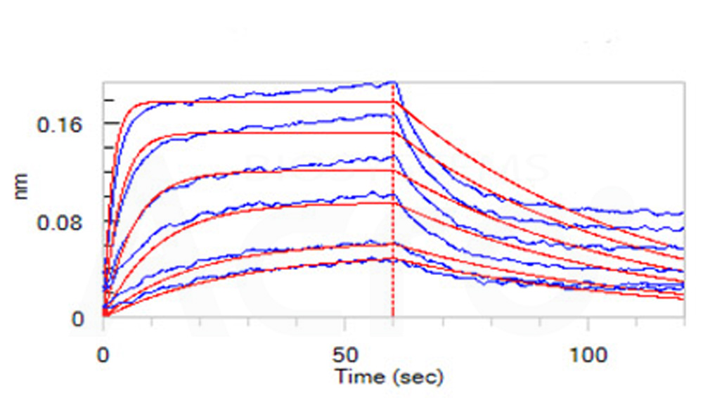 Human_FcRn_Heterodimer_Protein_Bli