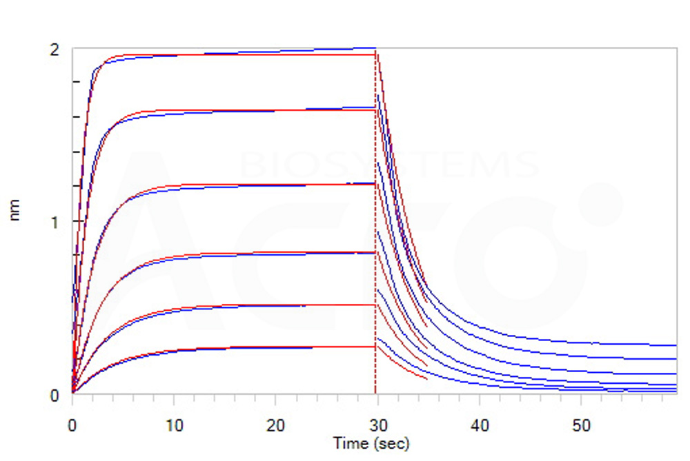 Human_FcRn_Heterodimer_Protein_Bli