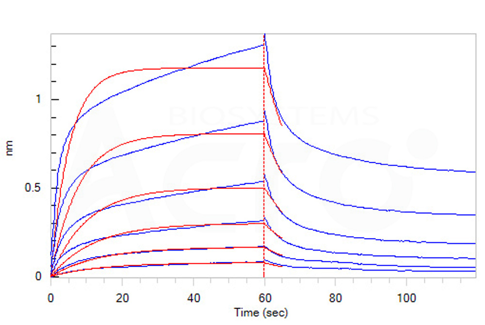 Human_FcRn_Heterodimer_Protein_Bli