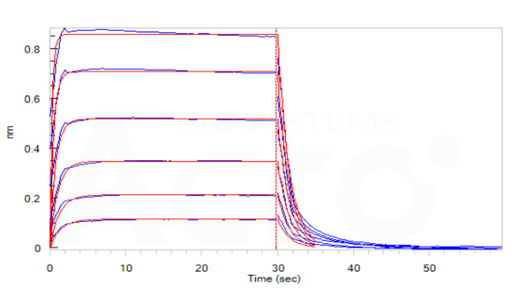  Fc gamma RIIIB / CD16b (NA2) BLI