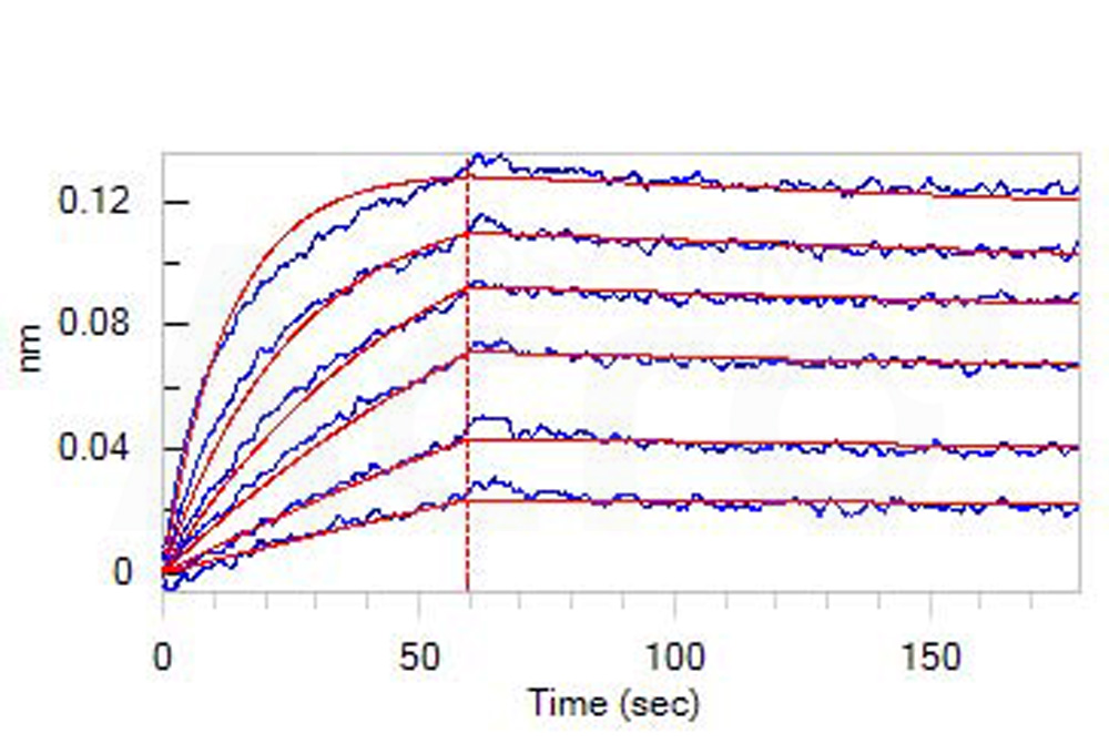  CD3 epsilon BLI