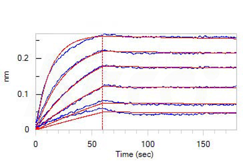  CD3 epsilon BLI