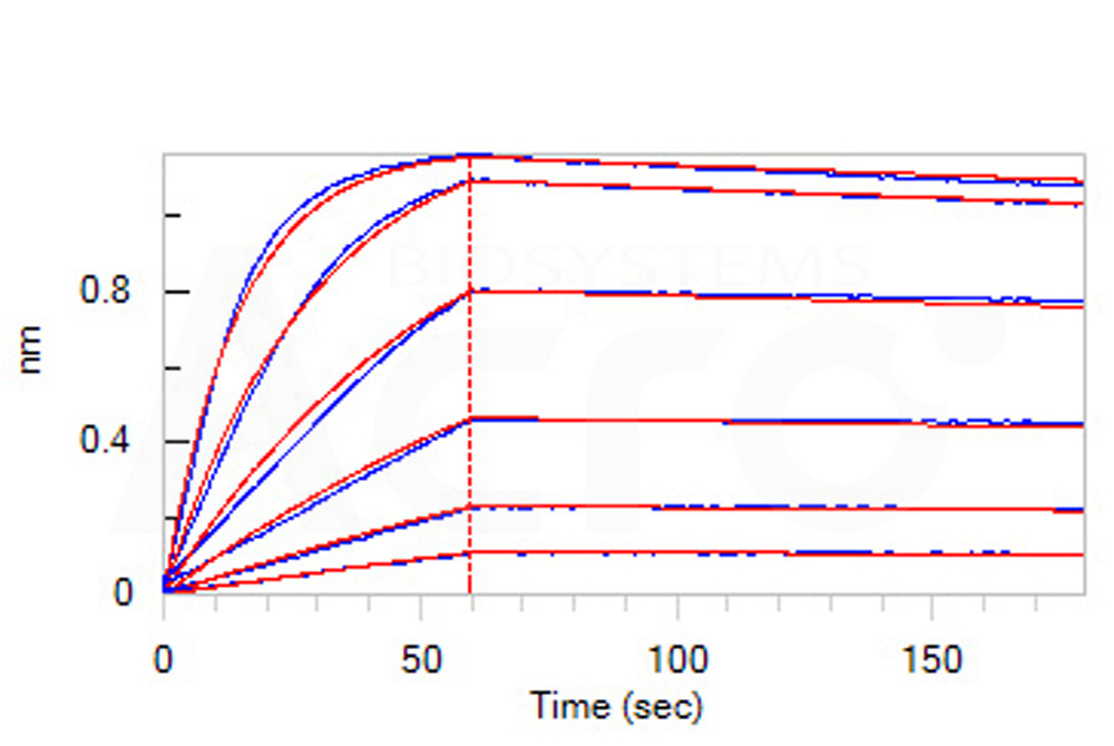 Human_FcRn_Heterodimer_Protein_Bli