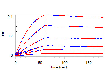 Human_FcRn_Heterodimer_Protein_Bli