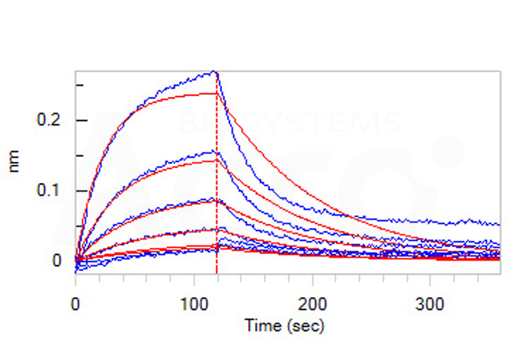 Human_FcRn_Heterodimer_Protein_Bli