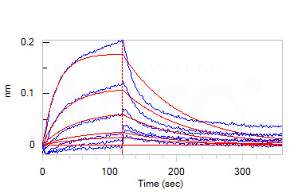 Human_FcRn_Heterodimer_Protein_Bli