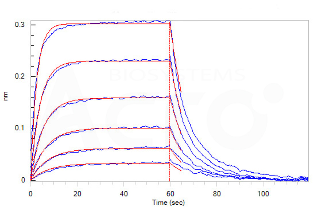 Human_FcRn_Heterodimer_Protein_Bli