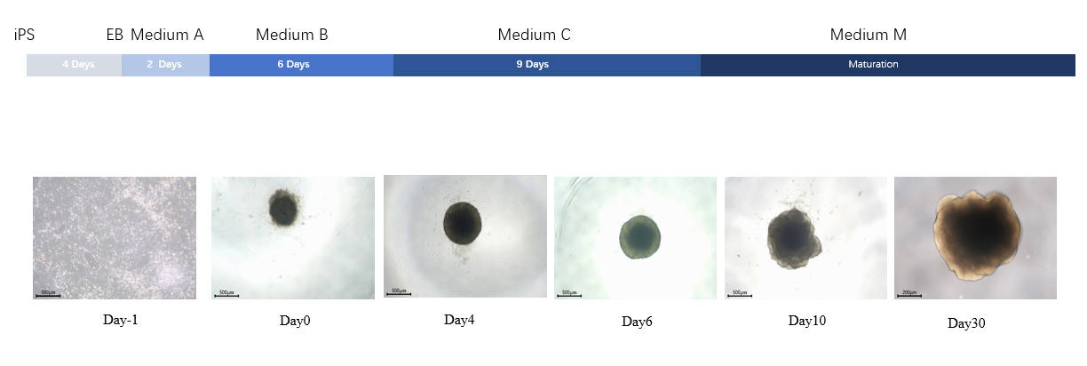  Organoids PRODUCT DIAGRAM