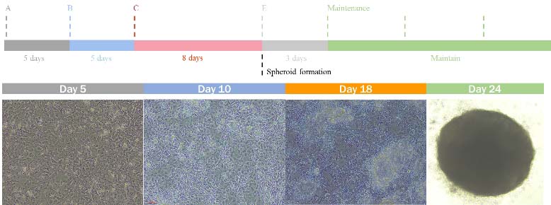  - PRODUCT DIAGRAM