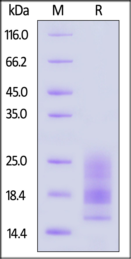 A29L SDS-PAGE