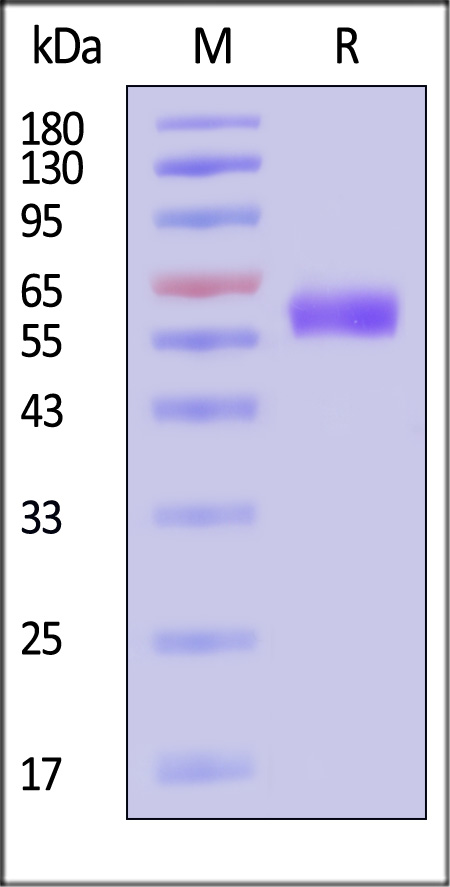 Angiotensinogen SDS-PAGE