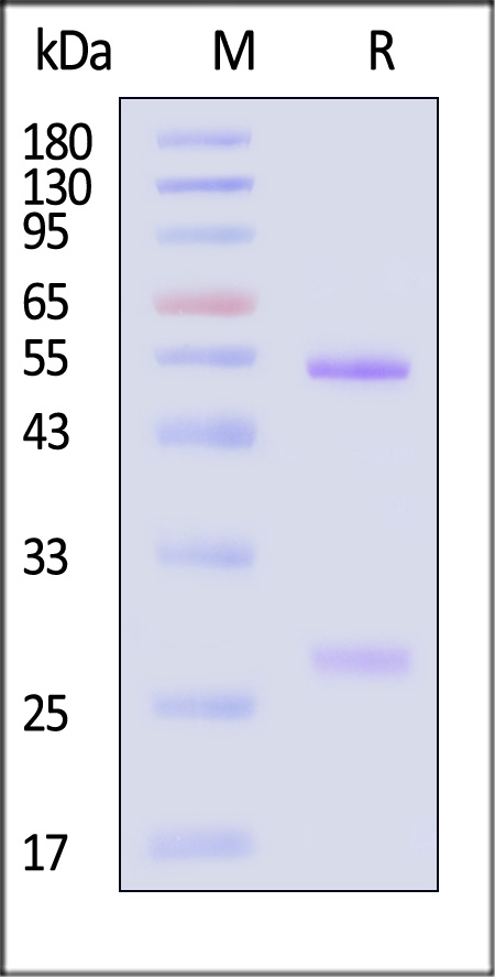 CD1-MY2101-sds