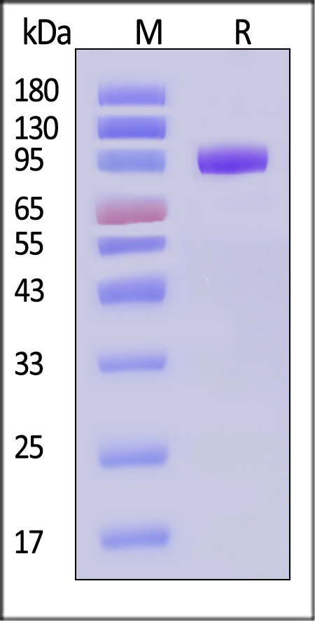 CDCP1 SDS-PAGE