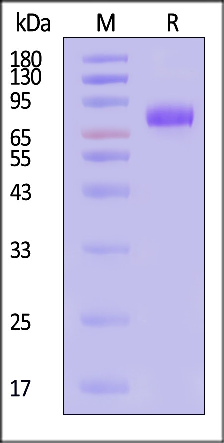 CD19 SDS-PAGE