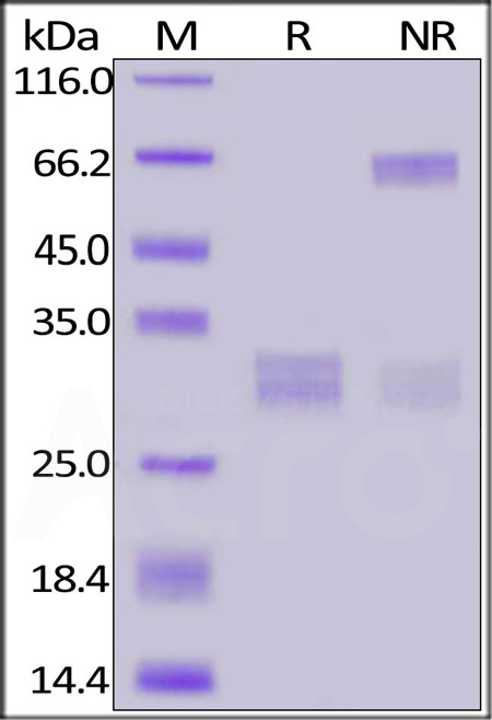 CDA-HF2W4-sds