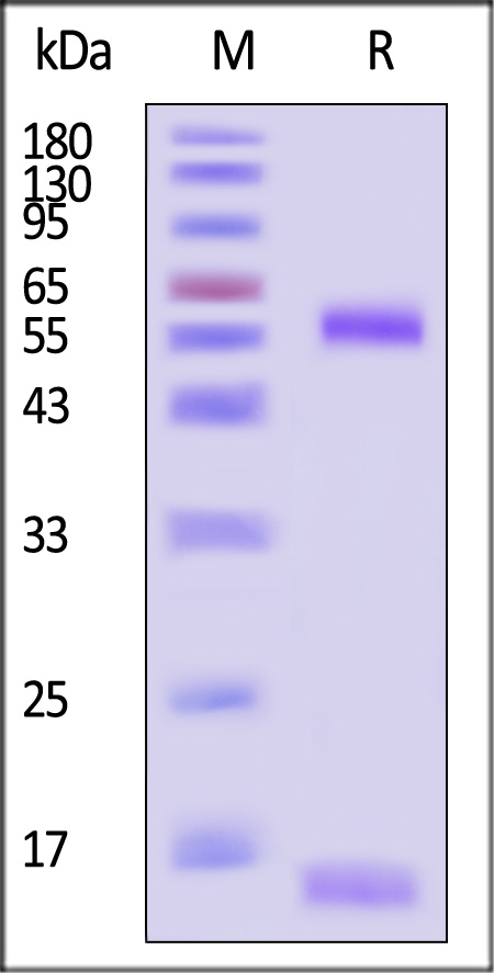 CD1d&B2M SDS-PAGE