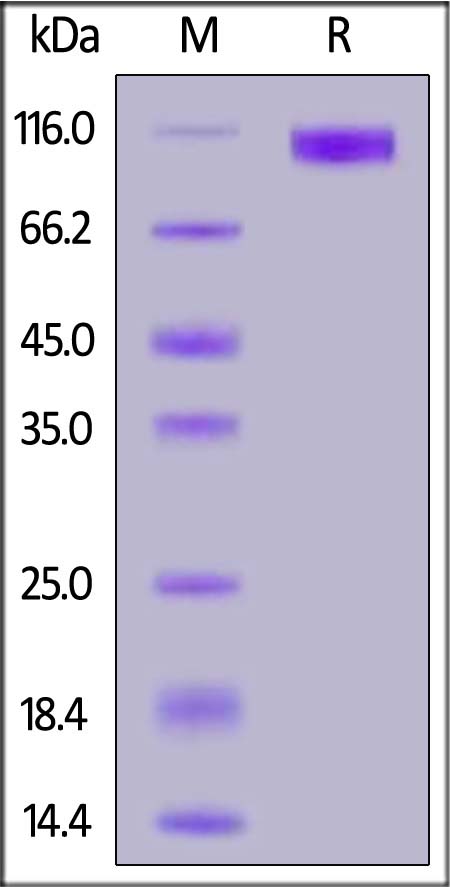 CMB-V52H4-sds