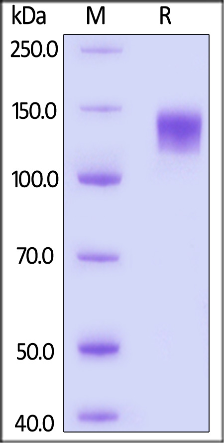 CMB-V52H5-sds