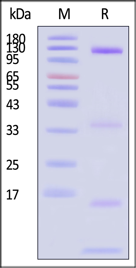 Envelope protein H&L&UL128&UL130&UL131 SDS-PAGE