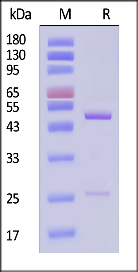 Eribulin SDS-PAGE