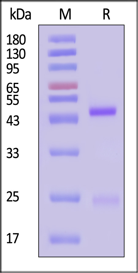 Eribulin SDS-PAGE