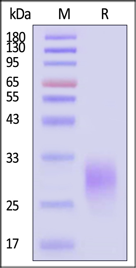 Fas Ligand SDS-PAGE