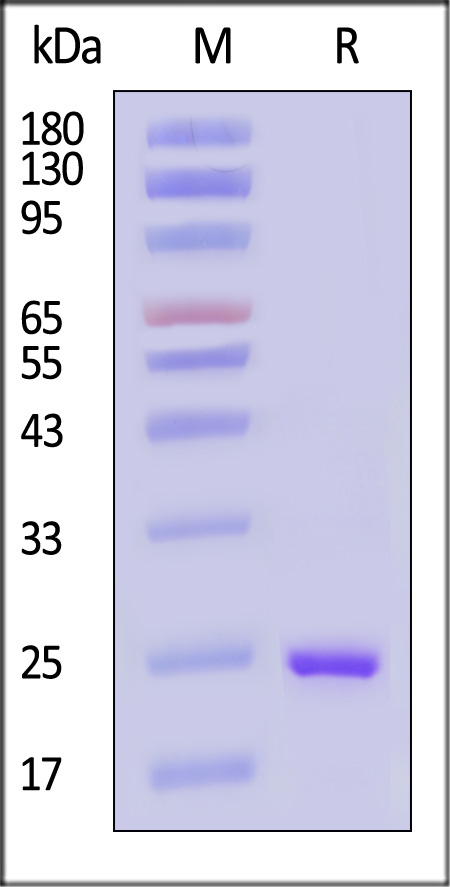 FG6-H51H4-sds