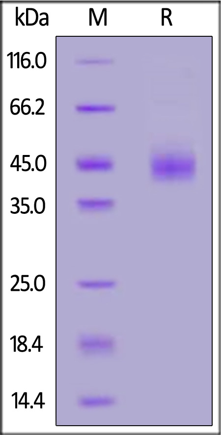 GLD-V52H3-sds