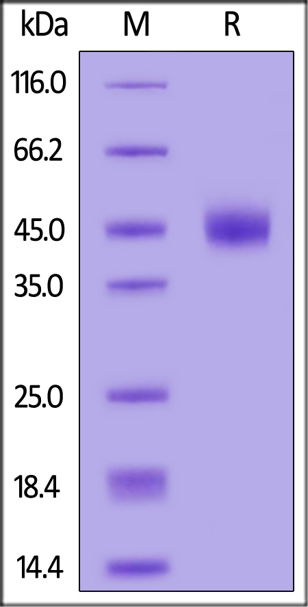 Glycoprotein D (HSV-2) SDS-PAGE