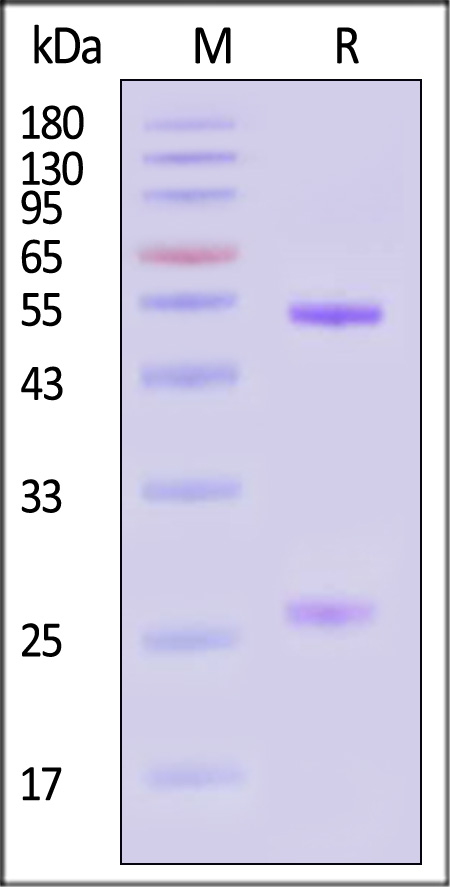 Glycoprotein SDS-PAGE