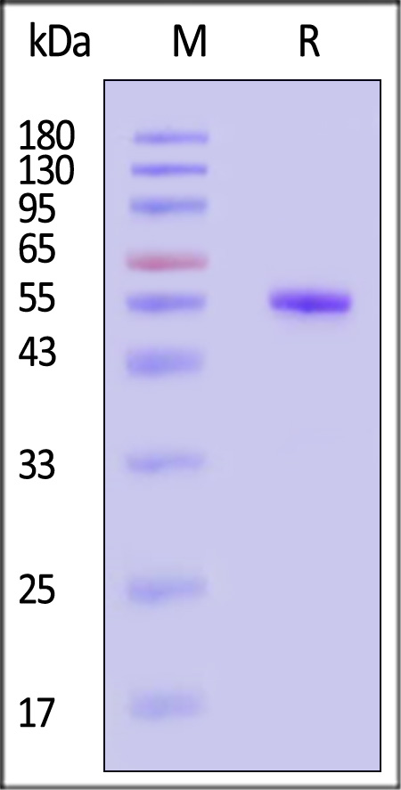 GNN-S52H4-sds