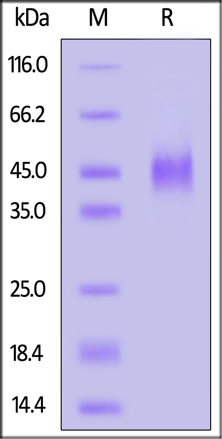 H3L SDS-PAGE