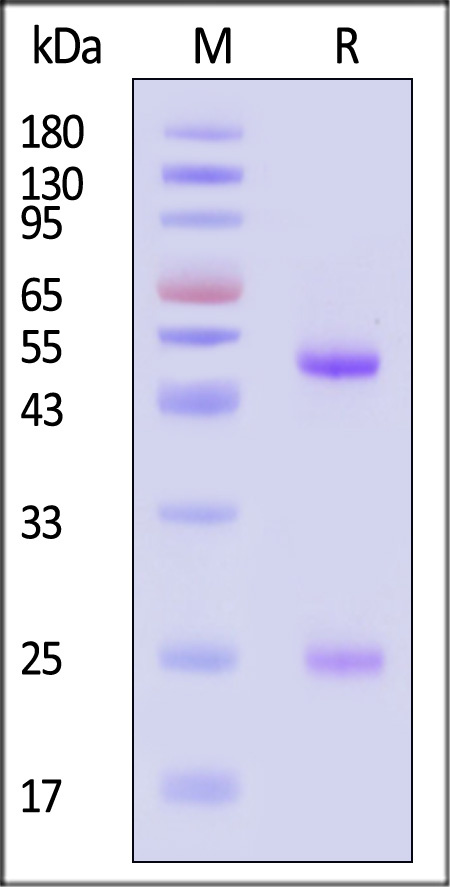 Hemagglutinin (HA) SDS-PAGE