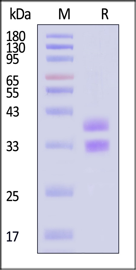 HLA-DRA1*0101 & HLA-DRB1*1501 & MBP(ENPVVHFFKNIVTPR) SDS-PAGE