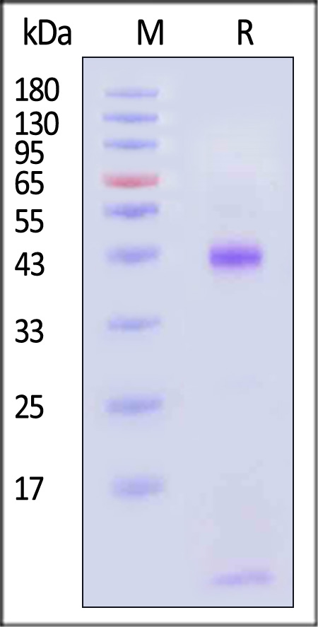 HLA-B*5701 & B2M SDS-PAGE