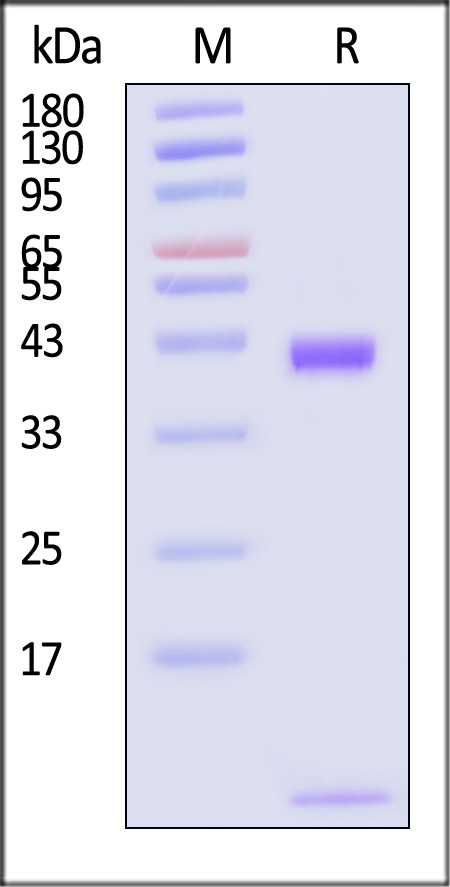 HLA-A*1101 & B2M & EGF R (KITDFGLAK) SDS-PAGE