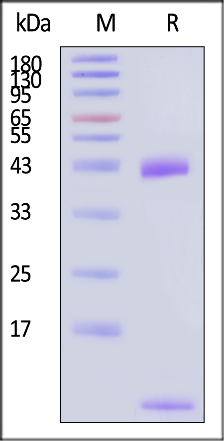 HLV-H82E9-sds