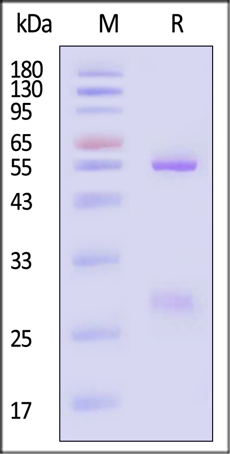 HSV-gC SDS-PAGE