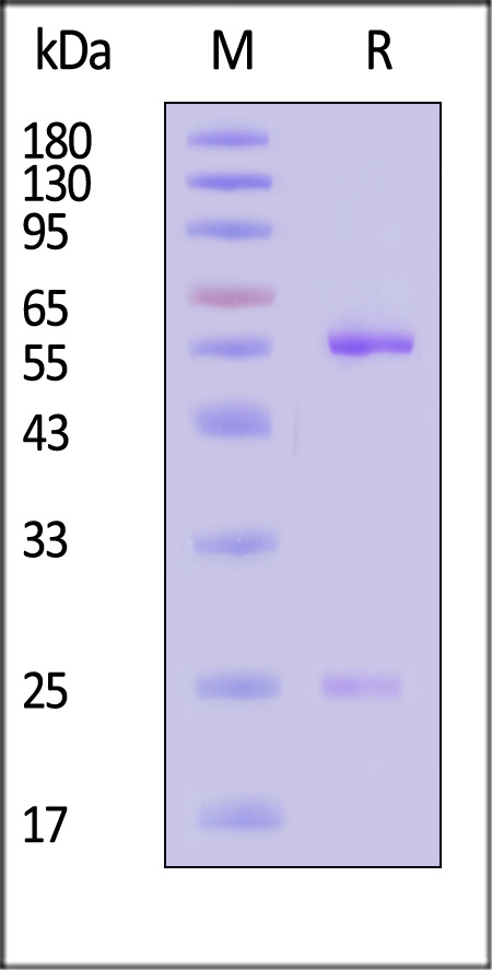 IL5-M542-sds