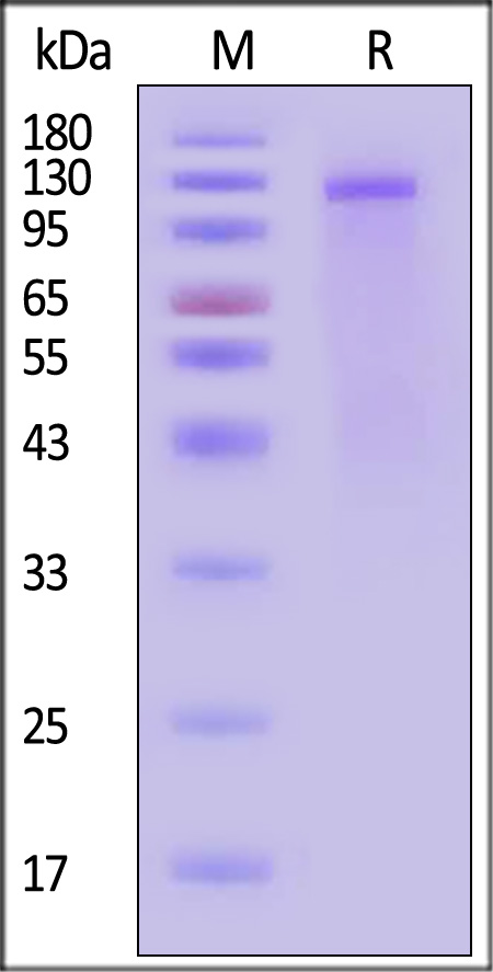 Insulin R SDS-PAGE