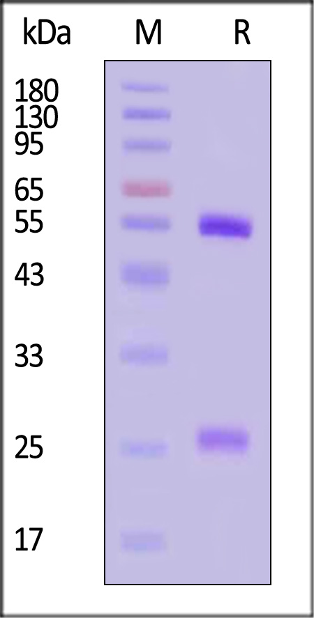 L1R-M663-sds