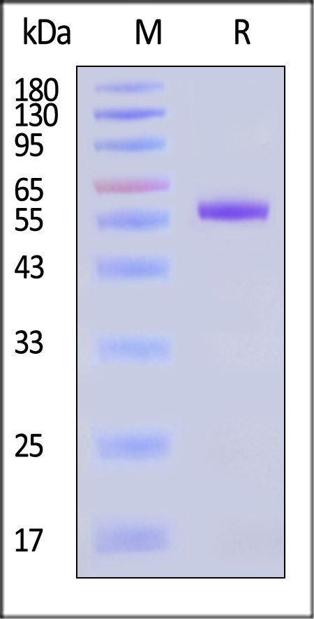 LAG-3 SDS-PAGE