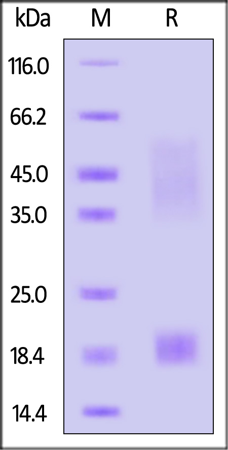 LY1-H52H3-sds